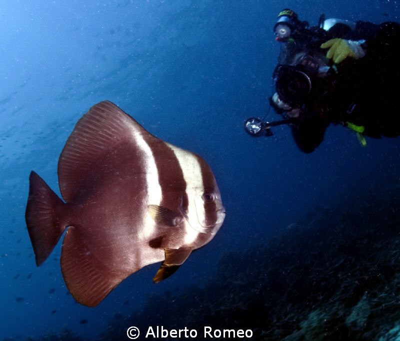 Photographing the  Longfinned Batfish (Platax teira) by Alberto Romeo 