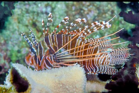 Lionfish taken on a dive at Sabang beach in the Philippin... by Richard Ten Brinke 