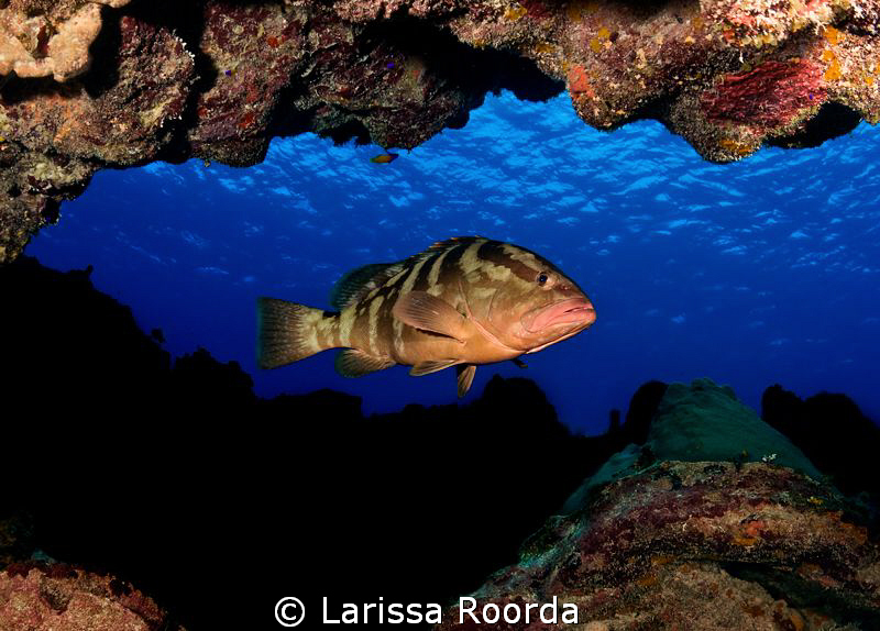 The Grouper's lair by Larissa Roorda 