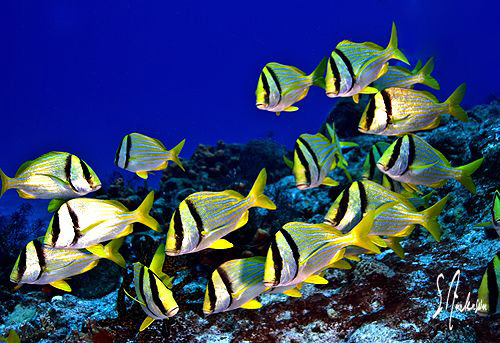 This image of a school of Porkfish was taken today at Ced... by Steven Anderson 