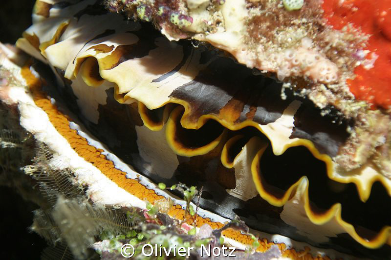 Orange-mouth Thorny Oyster by Olivier Notz 