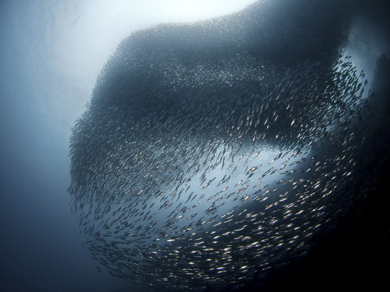 "Sardines Ball"

A huge school of sardines is located a... by Henry Jager 