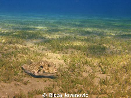 A porcupine fish on the Marsa Abu Dabbab field of sea gra... by Blaza Jovanovic 
