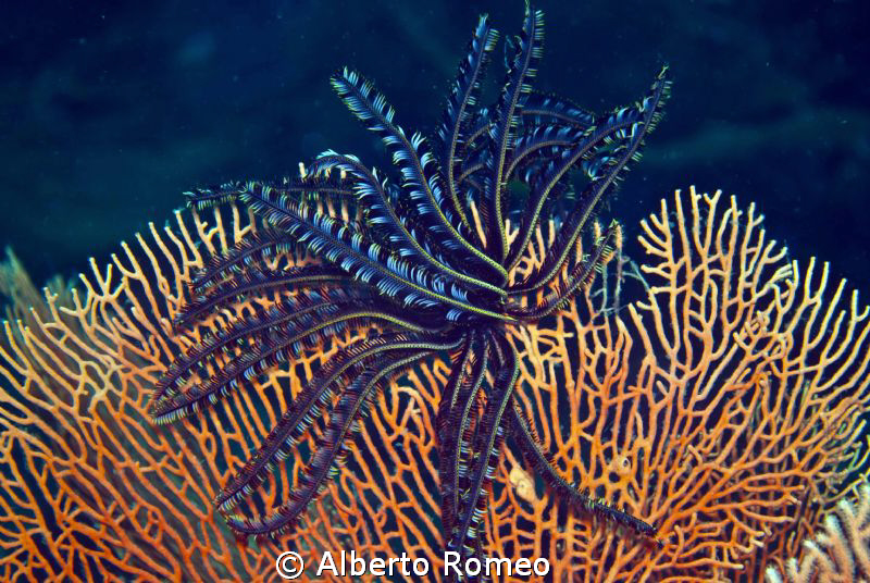 Feather Star on Gorgonian by Alberto Romeo 