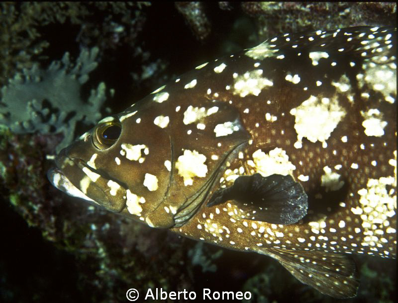 Portrait of a Whiespotted grouper. by Alberto Romeo 