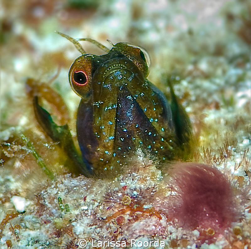 The Sailfin Blenny, with his sails all tucked in and bari... by Larissa Roorda 