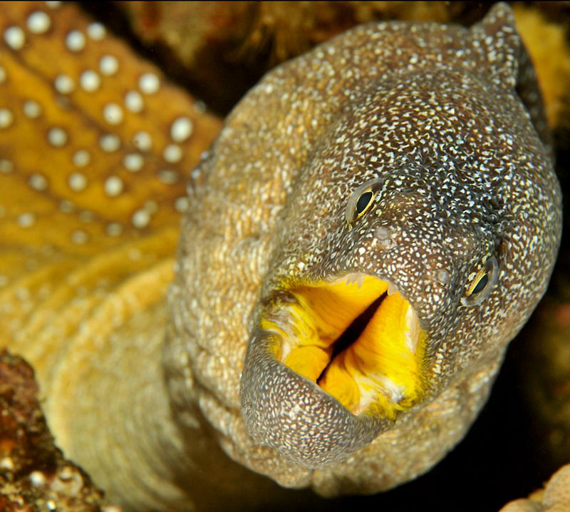 Yellow mouthed moray eel by Charles Wright 
