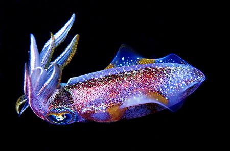Squid on a night dive in Dominica shot with Nikon n90x in... by Kathy Damgaard 