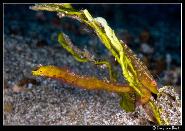 Pygmy pipehorse and goby. by Dray Van Beeck 