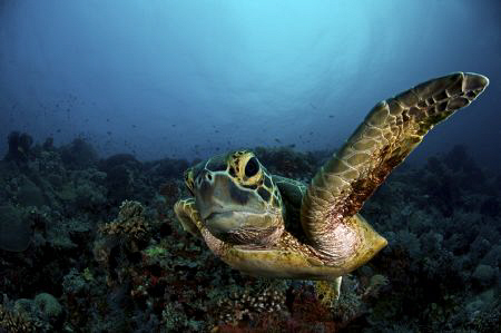 Smell this!!! A very curious Green Sea Turtle in Tubbataha. by Steve De Neef 