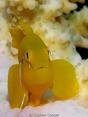 Citron coral goby. by Cigdem Cooper 