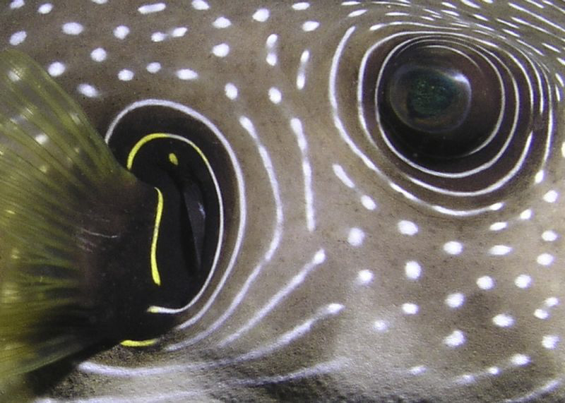 Detail of a White-Spotted Pufferfish by Carol Cox 