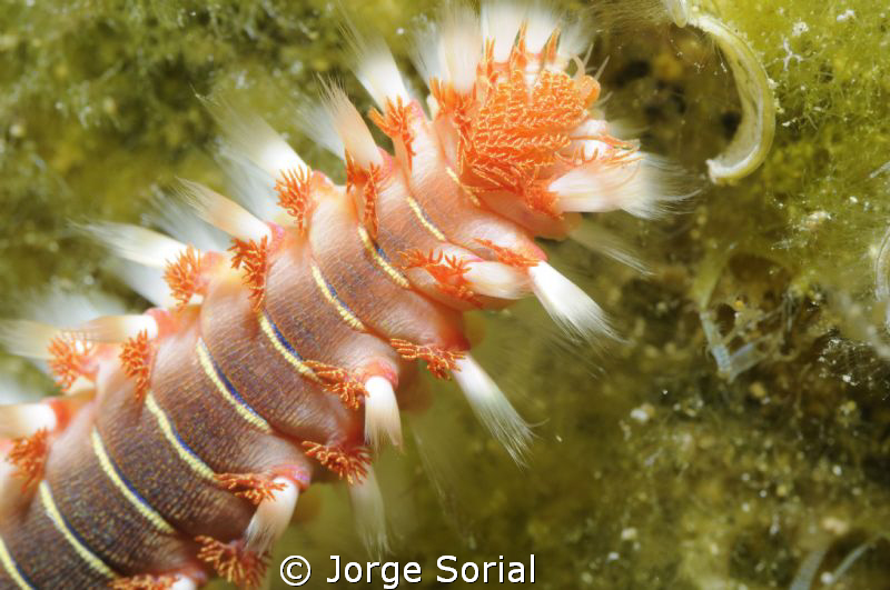 Fireworm in the seabed close to the shipwreck "El Condesi... by Jorge Sorial 