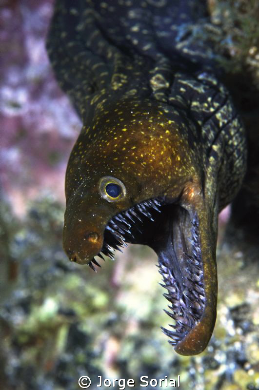 Fangtooth moray defending its territory by Jorge Sorial 