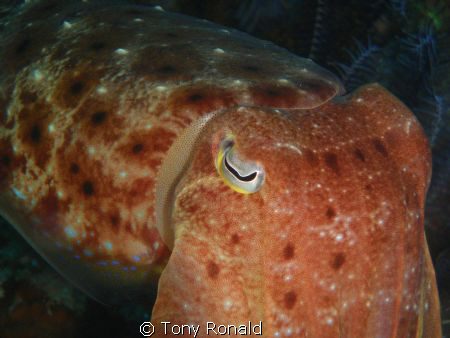 Cuttle Fish by Tony Ronald 