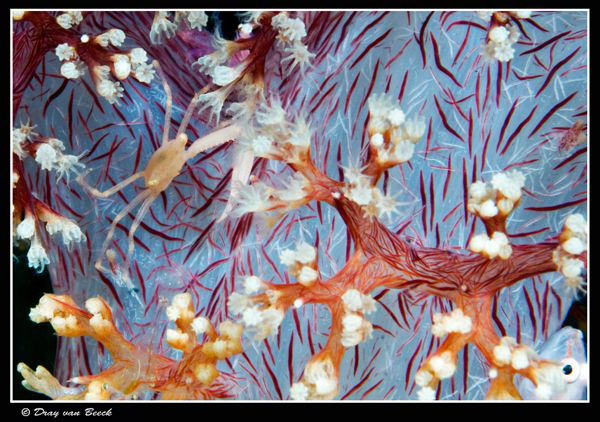 Crab and softcoral pattern. by Dray Van Beeck 
