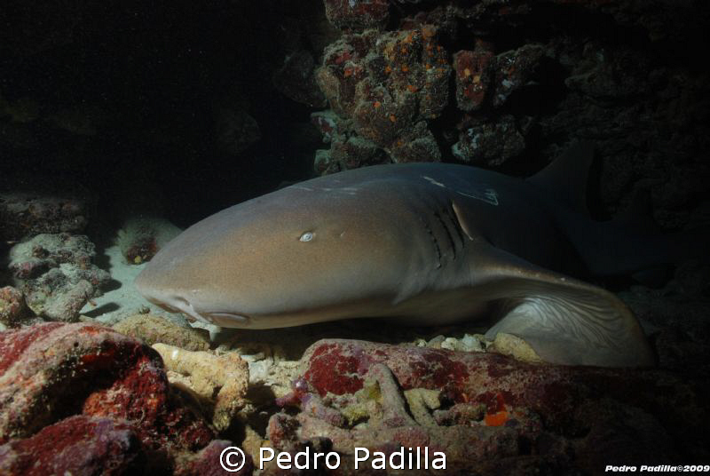 Nurse Shark, Nikon D80 With 18-55mm. Shoot f/10 at 1/60 s... by Pedro Padilla 
