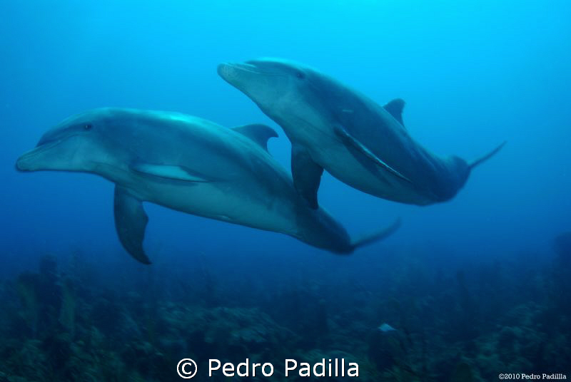 Close close encounters with Dolphins, Nikon D80 with 15mm... by Pedro Padilla 
