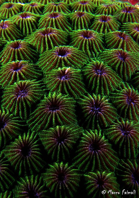 Coral Abstract........ 
(Compact camera Nikon Coolpix 84... by Marco Faimali 