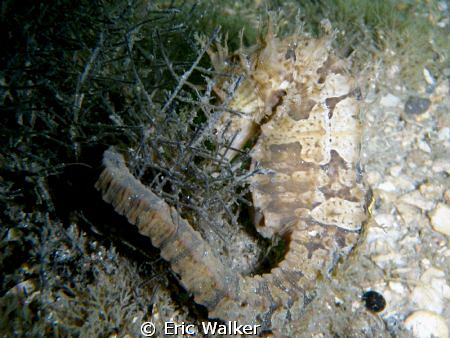 A Lined Seahorse this is uncommon to rare in FL. I took t... by Eric Walker 