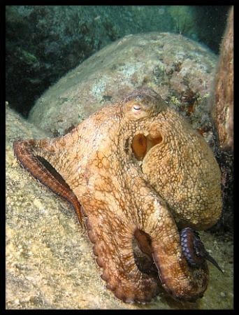 Octopus filosus by Thomas Dinesen 