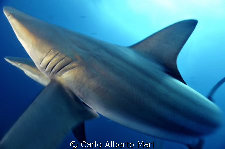 blacktip shark by Carlo Alberto Mari 