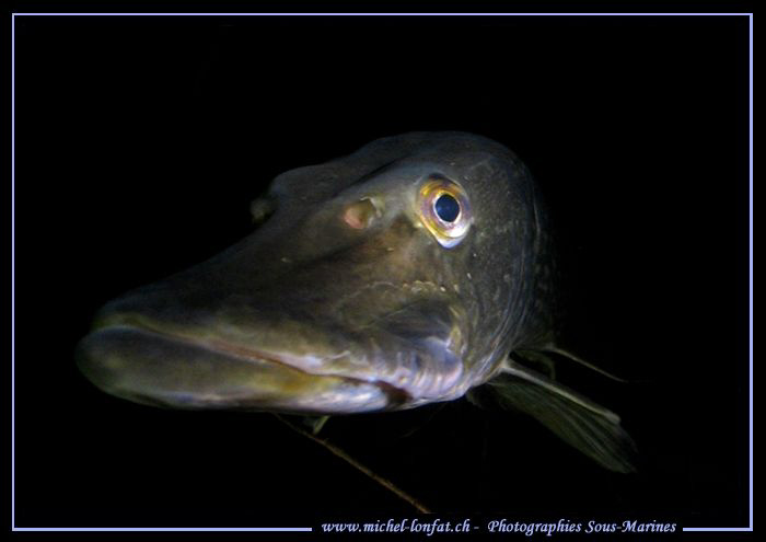 Pike Fish having a good look at my camera... Que du bonhe... by Michel Lonfat 