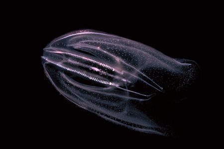This ctenophore reminds me a bit of the movie " Abyss ". by Roland Bach 