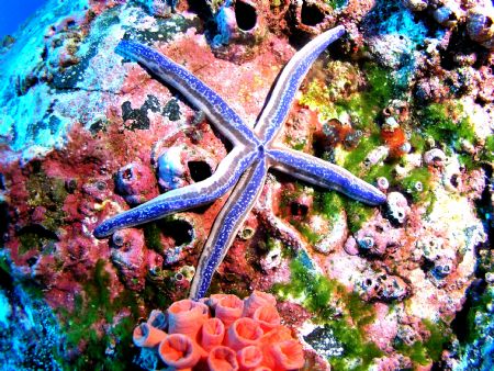 Blue Starfish taken in Cocos aboard an Aggressor ship.Tak... by Charlie Foreman 