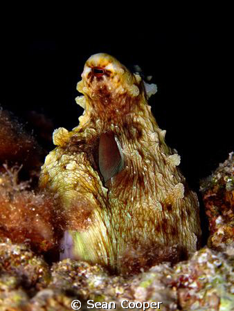 Reef octopus by Sean Cooper 
