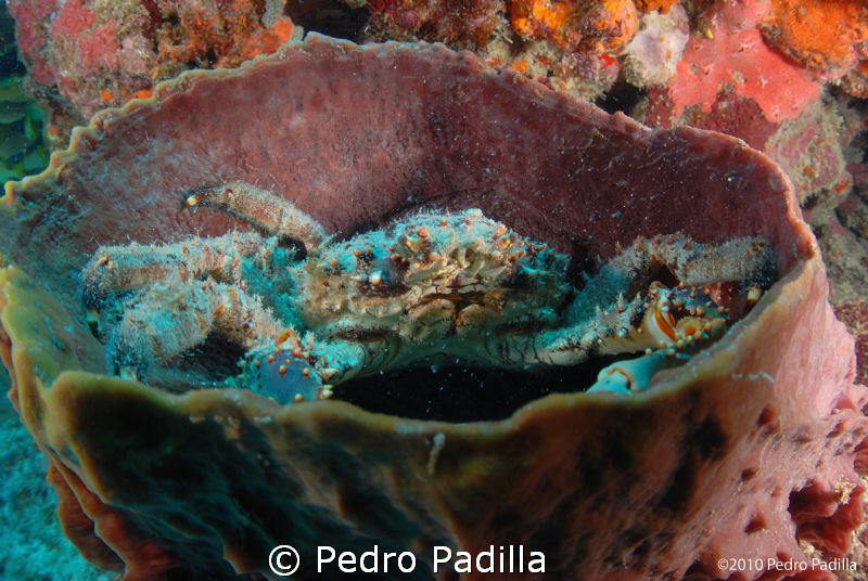Crab in his Barrel Sponge, Nikon D80 with 15MM lens, Shoo... by Pedro Padilla 