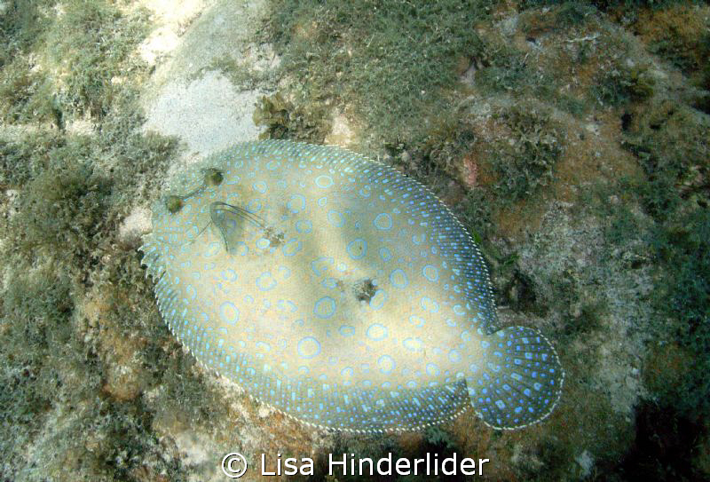 Peacock Flounder gliding around the shallows. by Lisa Hinderlider 