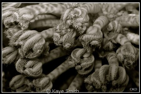 Black and White image of soft coral closed, Similan Islands. by Kaye Smith 