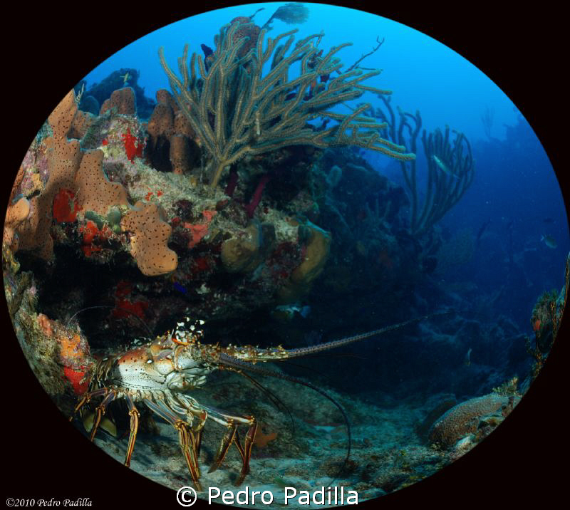 Lobster use my nikon D80 with fisheye lens. Shoot f/6.7 a... by Pedro Padilla 
