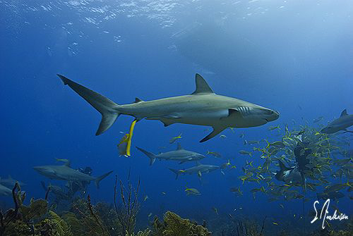 Soon after the bait crates were set the Reef Sharks appea... by Steven Anderson 
