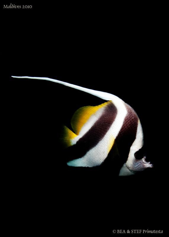 Longfin-Bannerfish (Heniochus acuminatus). Canon G10. by Bea & Stef Primatesta 