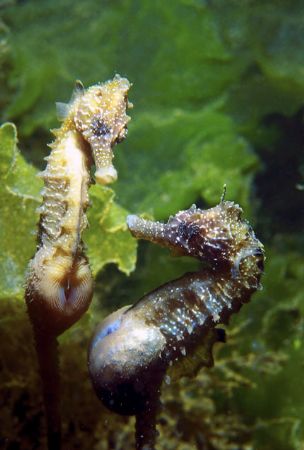 Two pregnant sea horses "Hippocampus ramulosus". Spring t... by Lyubomir Klissurov 