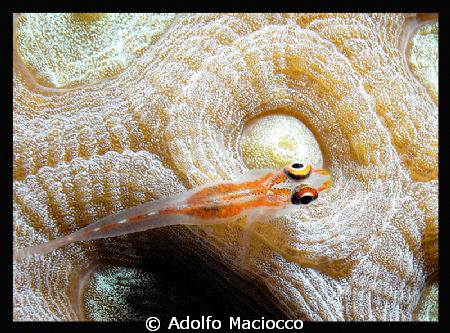 Goby on Honeycomb Coral
 by Adolfo Maciocco 