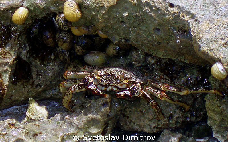 These crabs are realy hard to be captured! by Svetoslav Dimitrov 