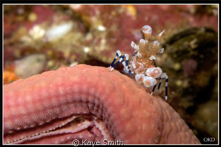Richelieu lullaby.

Tiny baby harlequin shrimp taken at... by Kaye Smith 