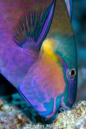 Parrot fish munching. by John Miller 