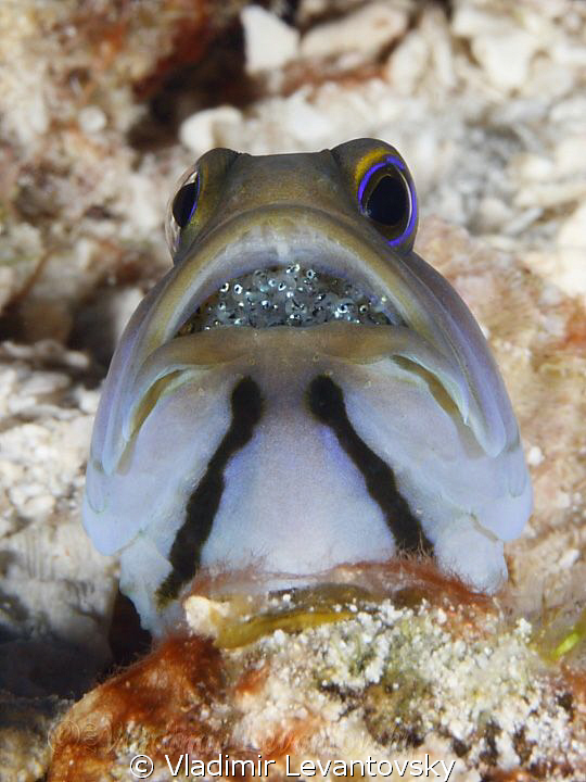 Male Yellowhead jawfish incubating babies in his mouth. C... by Vladimir Levantovsky 