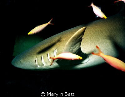 Tawny Nurse Shark Bega Lagoon Fiji by Marylin Batt 