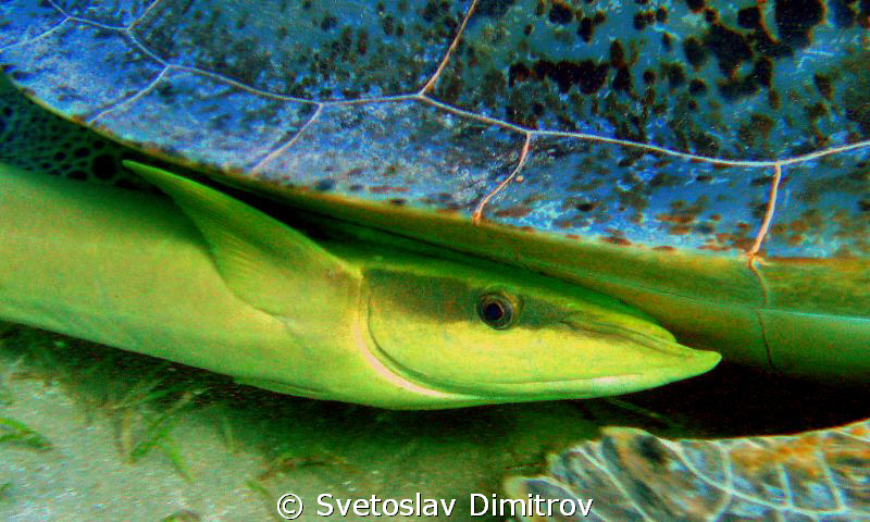 Ramora fish on its free jurney by Svetoslav Dimitrov 