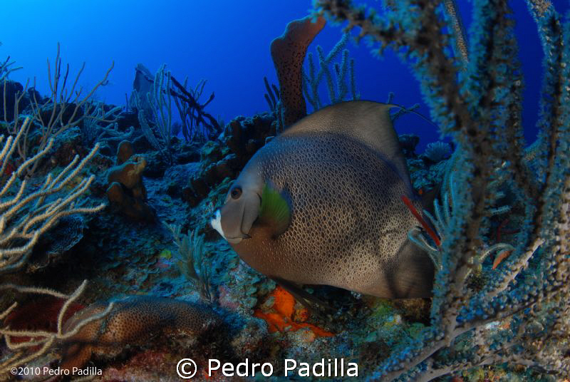 Angelfish, Nikon D80 with 15mm lens, two ikelite strobes.... by Pedro Padilla 