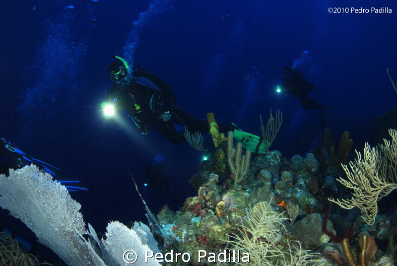 Wall Night Dive @ Puerto Rico Nikon D80 with 15mm lens an... by Pedro Padilla 