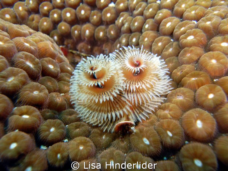 Although not as colorful as some Christmas tree worms, th... by Lisa Hinderlider 