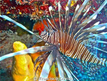 Lion Fish - Turneffe Atoll - Belice by Francisco Davids 