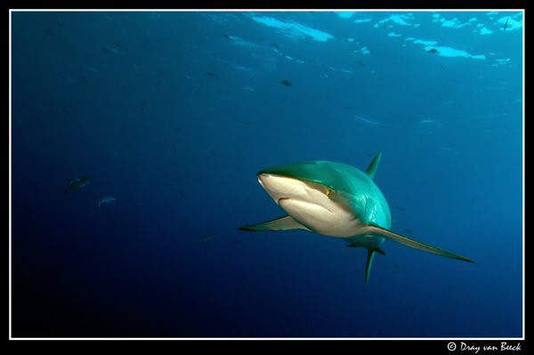 Silky shark at Daedalus reef.2 by Dray Van Beeck 