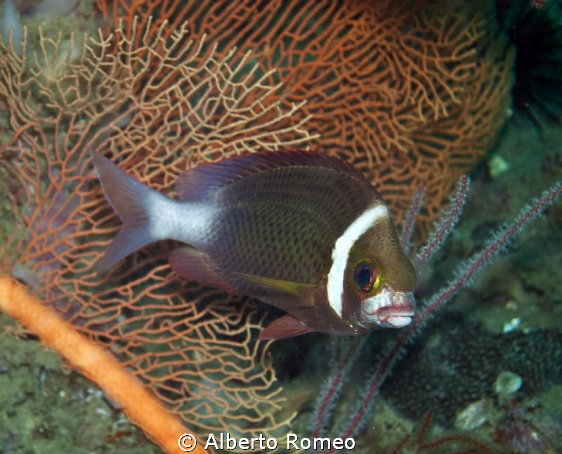 Portrait of a stripped fish ( ?) by Alberto Romeo 